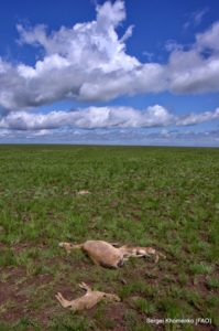 Saiga deaths on the Steppe_web