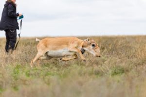 collared-saiga