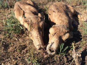 14-saiga-calves