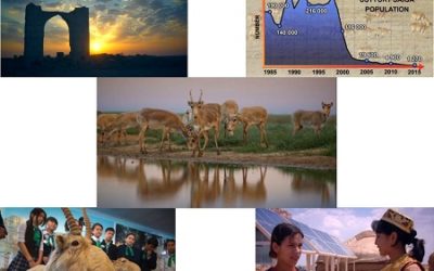 Экранларымызда жыллар дауамында Устирт кенликлеринде Сайгаклар хам адамлар арасында тыгыз байланыста жасаганлыгы хаккында Устирт сайгаклары жасауга хакылы атамасында жана хужжетли фильм шыгарылмакта