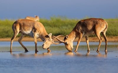 Saiga Die-Off Update: Surprising Findings