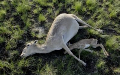 Update on Saiga Deaths in Kazakhstan