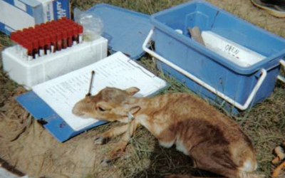 Saiga-based PhD Opportunity at the University of Bristol