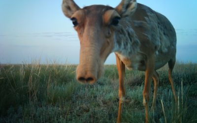 Beautiful images of Saigas captured