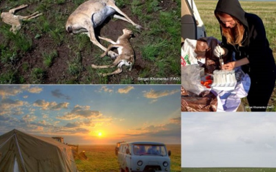 Why Did More Than 200,000 Saiga Antelope Die in Less Than Two Weeks?