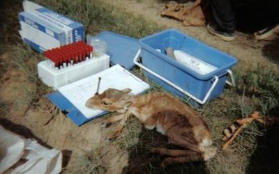 UK Scientists Join Field Expedition to Saiga Calving Sites