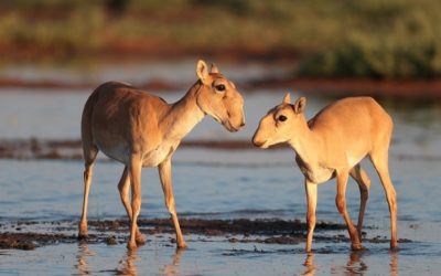 Compilation of Saiga-related Articles in the Oryx Journal