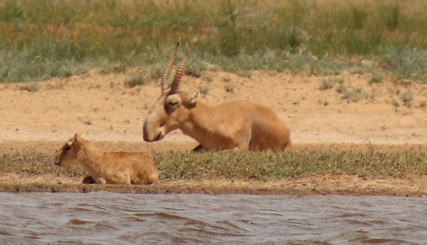 Saigas in Stepnoy Saiga Conservation Alliance saigas-in-stepnoy-saiga-conservation-alliance