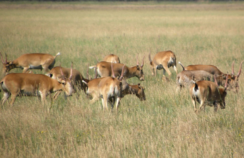 The fight for Ukraine’s Saiga | Saiga Conservation Alliance