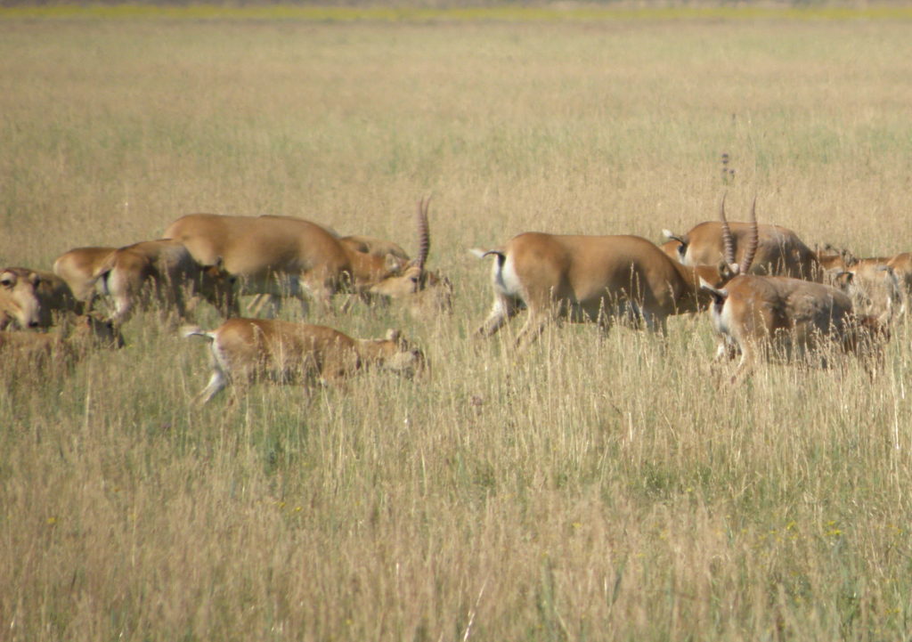 The fight for Ukraine’s Saiga | Saiga Conservation Alliance