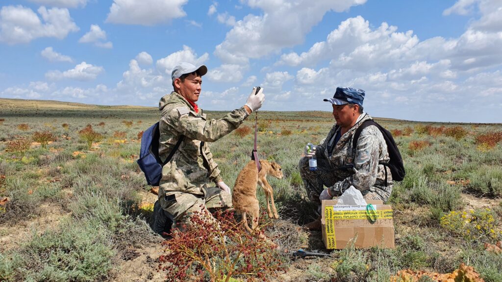 two men in camouflage sit in a grassland, one holds a saiga calf in a weighing sling